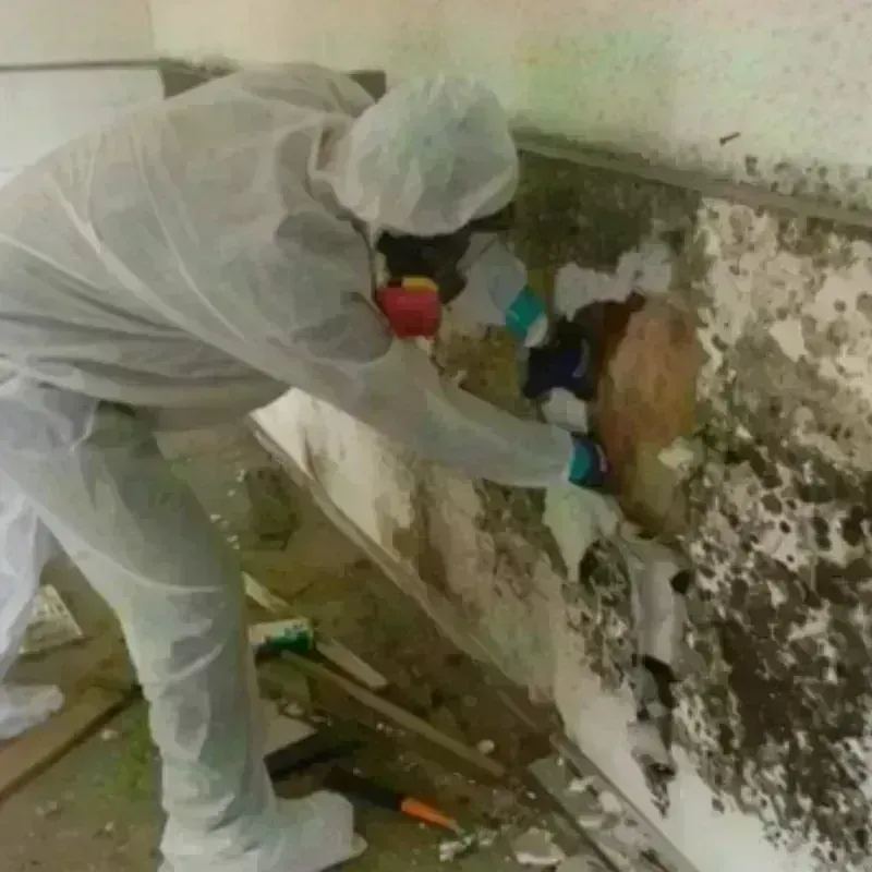 Best Mold Remediation and Removal Service in Chapmanville, WV